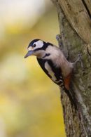 Greater_Spotted_Woodpecker